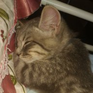 Kamil
