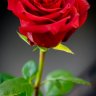 Ronop1